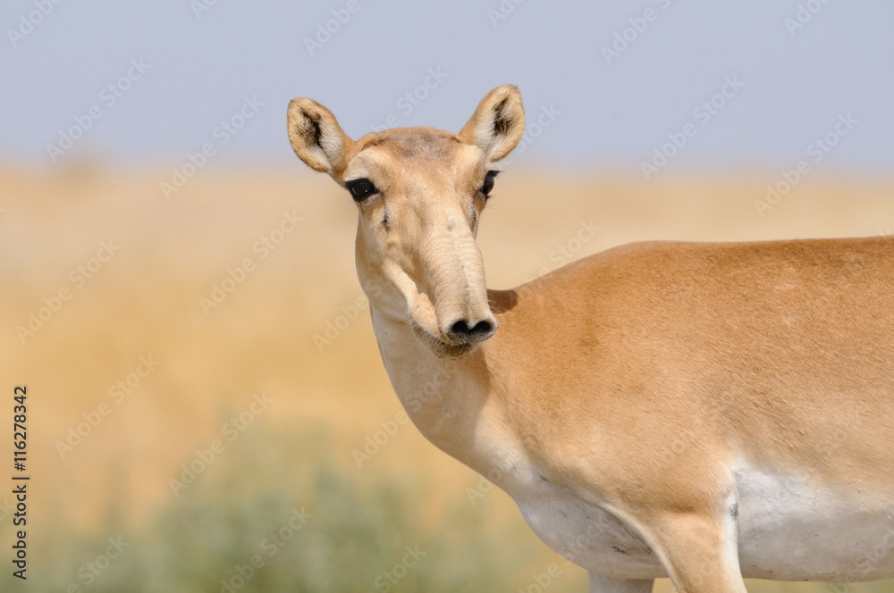 Sous-chemise calque - ANTILOPE