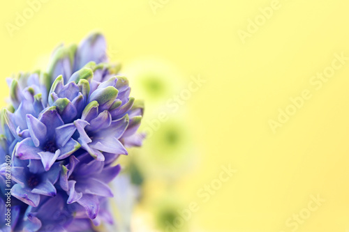 Blue hyacinth on yellow background