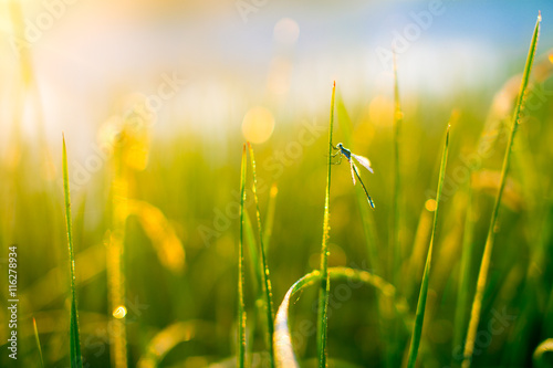 dragonfly in the dewy grass. sun glare in the dew on the grass, a dragonfly sitting on a blade of grass. the concept of serenity in nature. blur, glare, defocused