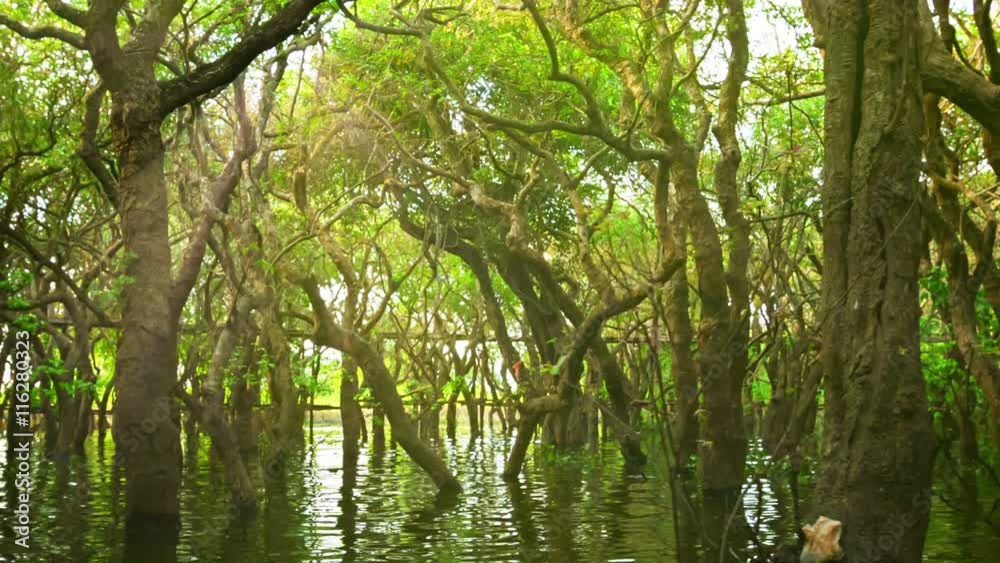 Video 1080p - Cambodia. Flooded forest and wooden bridge.