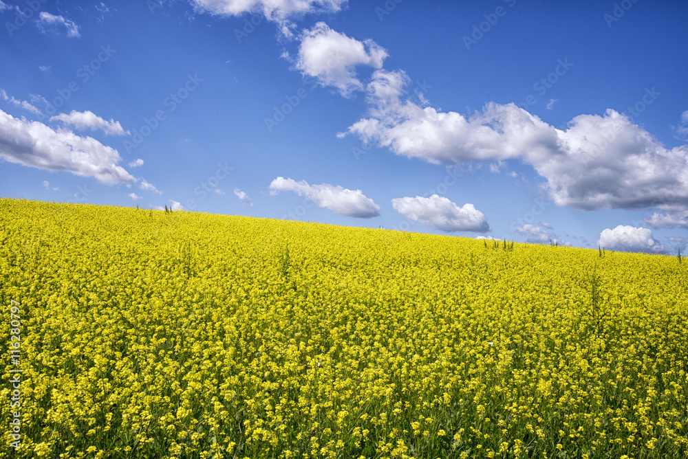Yellow spring field
