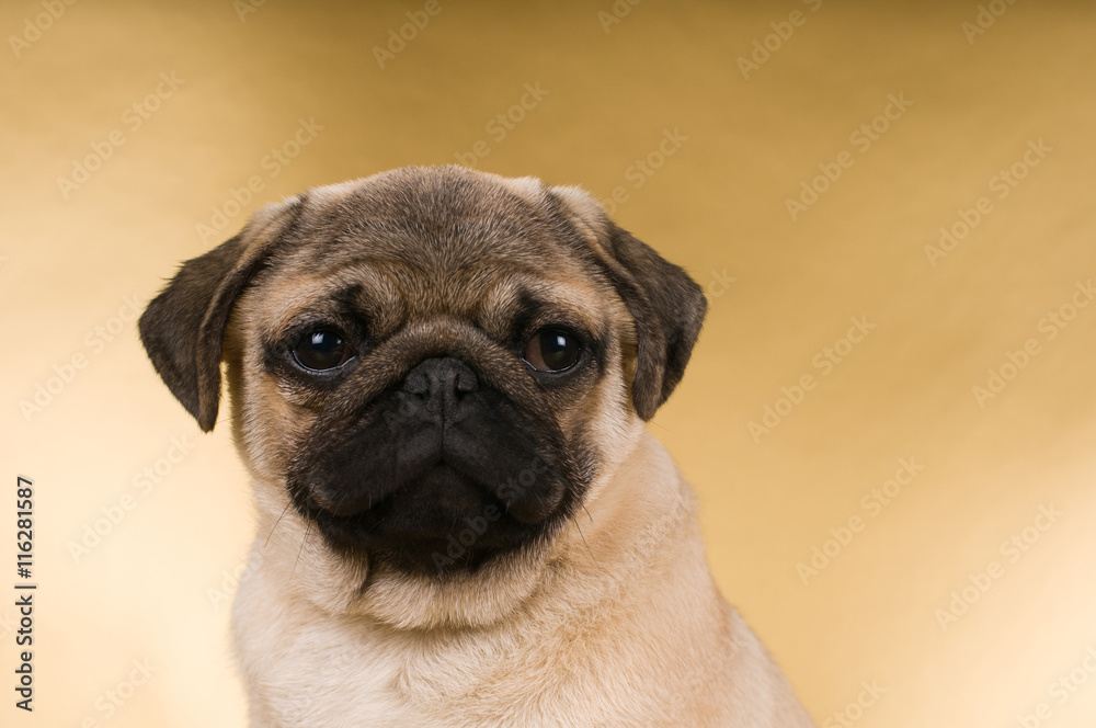 Pug puppy on golden background