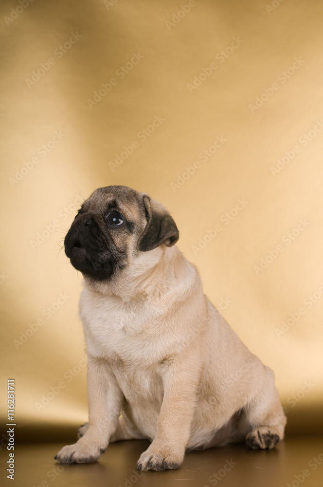 Pug puppy on golden background Pug puppy on golden background