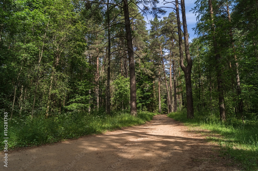Fototapeta premium Ścieżka w lesie.