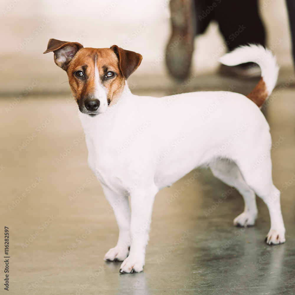 White Dog Jack Russell Terrier