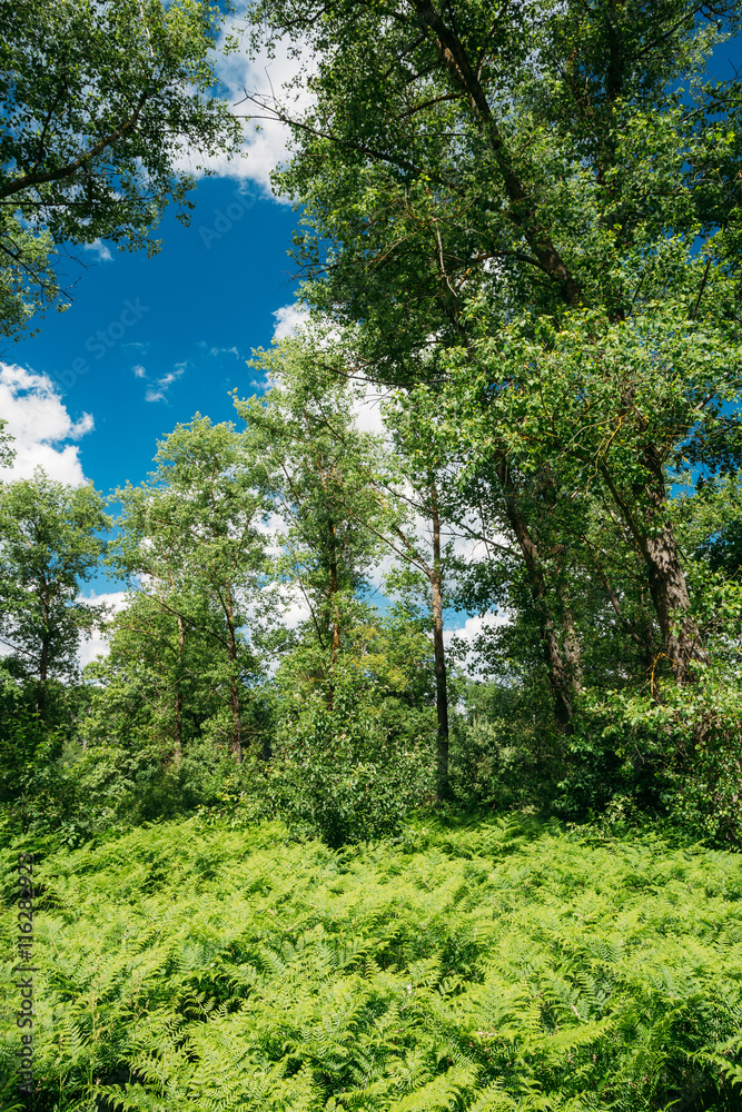 Fototapeta premium Beautyful Summer Forest. Ferns Leaves Green Foliage