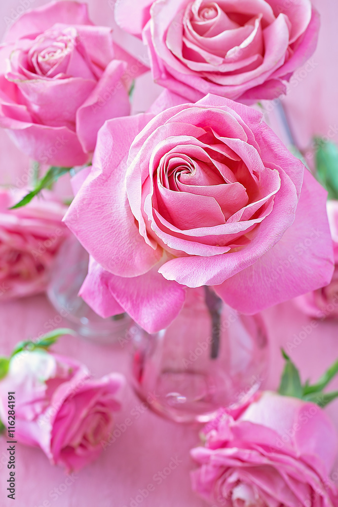 Beautiful pink roses flowers close-up on a pink background.