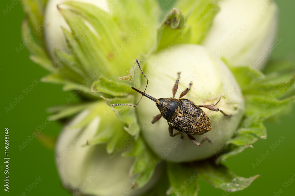 Fototapeta premium Nut weevil, Curculio nucum on hazelnut