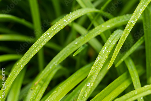 Grass with the Water Drops
