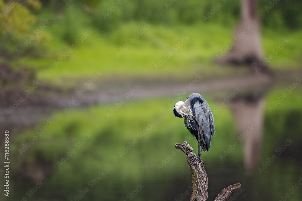 Fototapeta premium Blue Heron