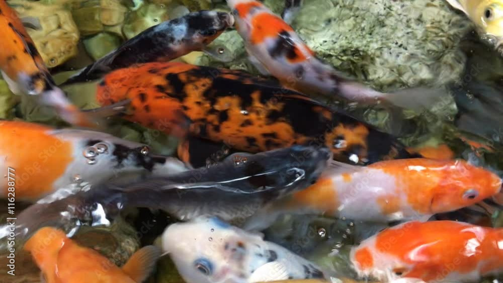 Colorful fancy carp fish, koi fish are swimming in pond Colorful fancy carp fish, koi fish are swimming in pond