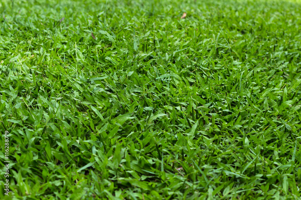 Green grass-selective focus, green grass yard