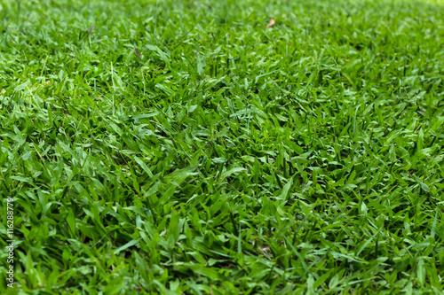 Green grass-selective focus, green grass yard