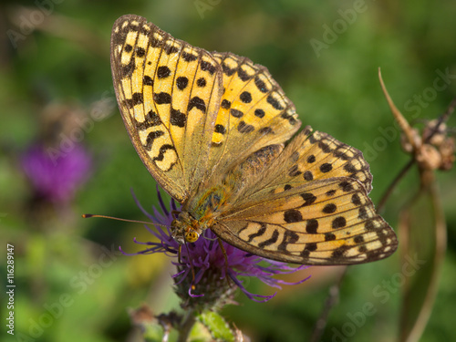 Motley butterfly a perlamutrovka on pink flower