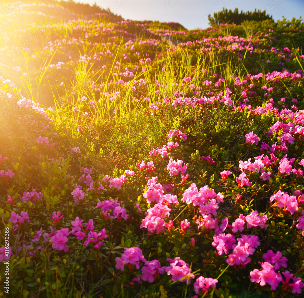 Obraz premium Rhododendron flowers