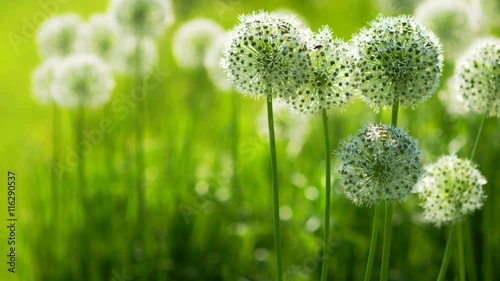 Beautiful White Allium circular globe shaped flowers blow in the wind photo