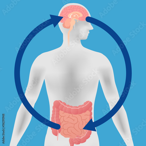 Relation of human brain and guts, second brain, image diagram