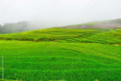 Rice field with fog at Sapa in Vietnam