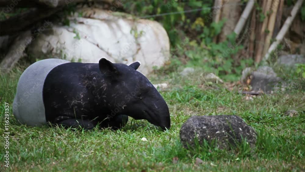 Malayan Tapir or Tapirus Indicus, lay down or sleeping for resting on green grass, in HD Malayan Tapir or Tapirus Indicus, lay down or sleeping for resting on green grass, in HD