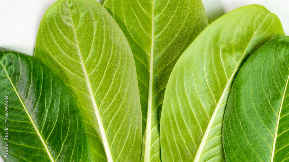 leaf nature closeup leaf nature closeup