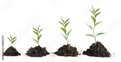 Four saplings on white background photo