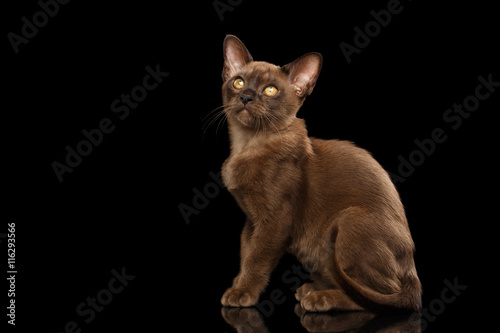 Little Burma Kitty Sitting and show his shiny Chocolate Fur  Calmly Looking up  Isolated Black Background  Side view