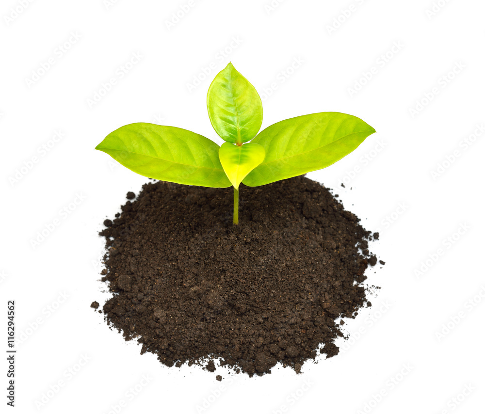 Green sprout growing out from soil isolated on white background Green sprout growing out from soil isolated on white background