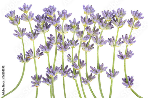 Lavender plant blossom