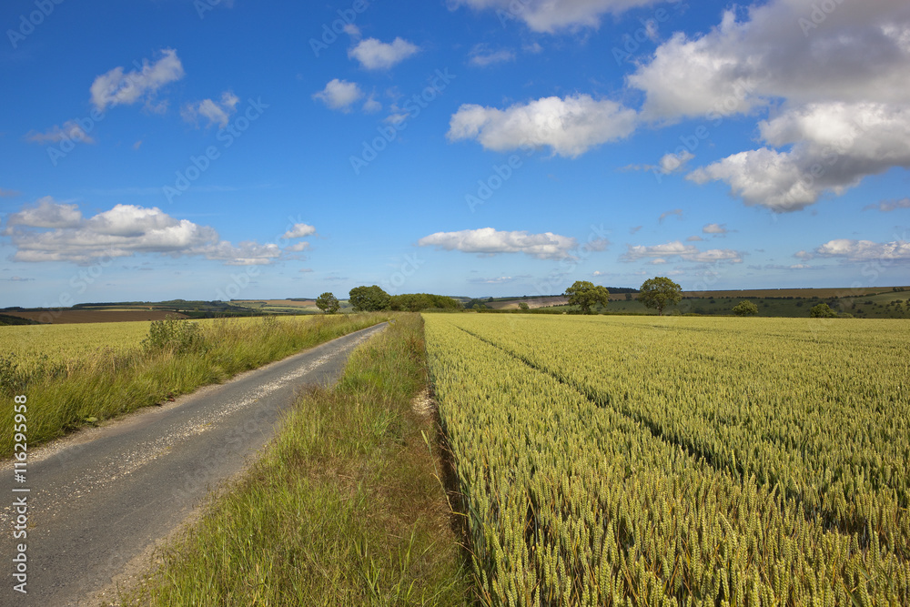 rural road with wheat field