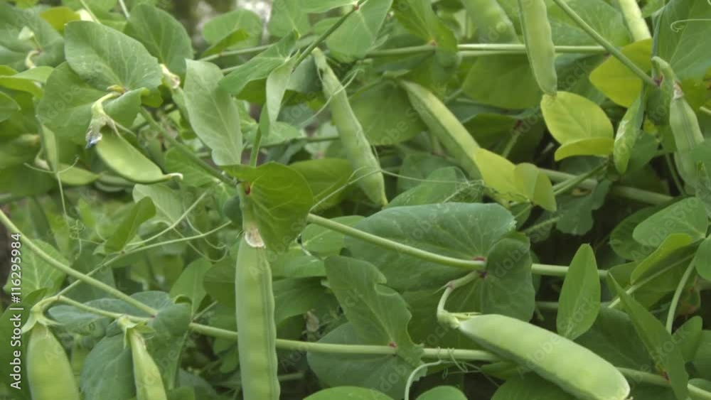 Growing green peas in the shell. 3 Shots. Horizontal pan. Close-up. Growing green peas in the shell. 3 Shots. Horizontal pan. Close-up.