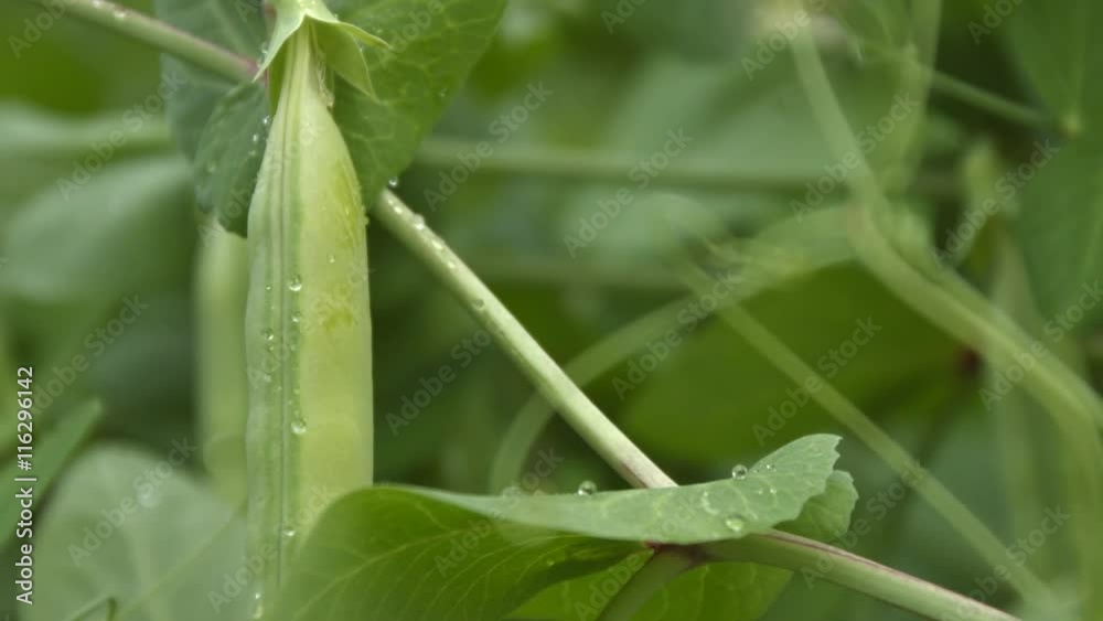 Growing green peas in the shell. 2 Shots. Close-up. Growing green peas in the shell. 2 Shots. Close-up.