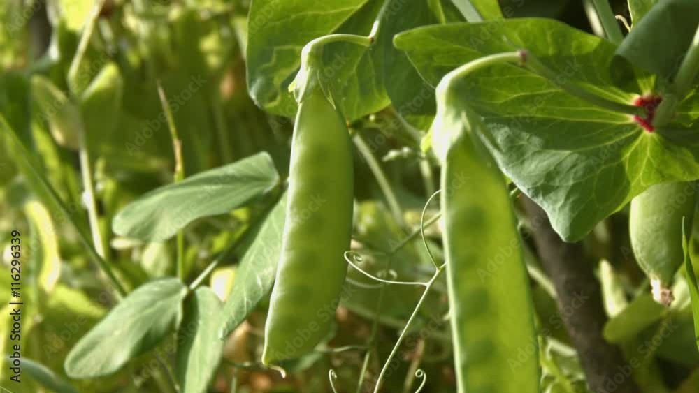 Growing green peas in the shell. 3 Shots. Close-up. Growing green peas in the shell. 3 Shots. Close-up.