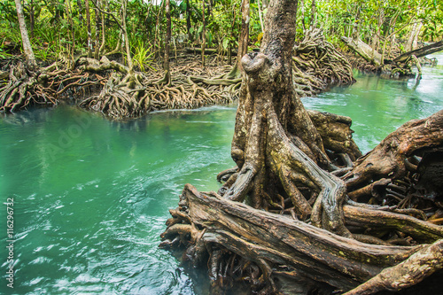 Emerald Pool is unseen pool in mangrove forest at Krabi in Thailand.