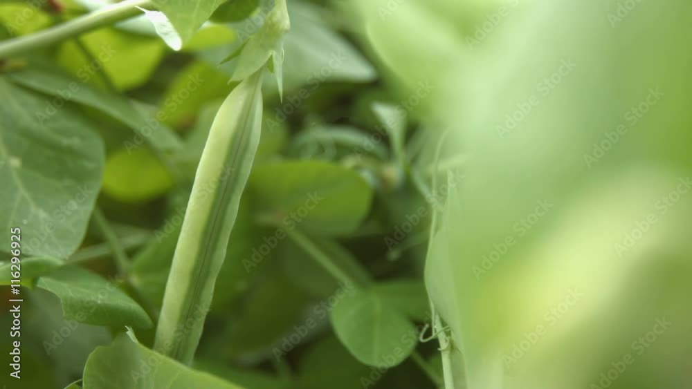 Growing green peas in the shell. 3 Shots. Close-up.Growing green peas in the shell close up. Focus in, focus out. Growing green peas in the shell. 3 Shots. Close-up.Growing green peas in the shell close up. Focus in, focus out.
