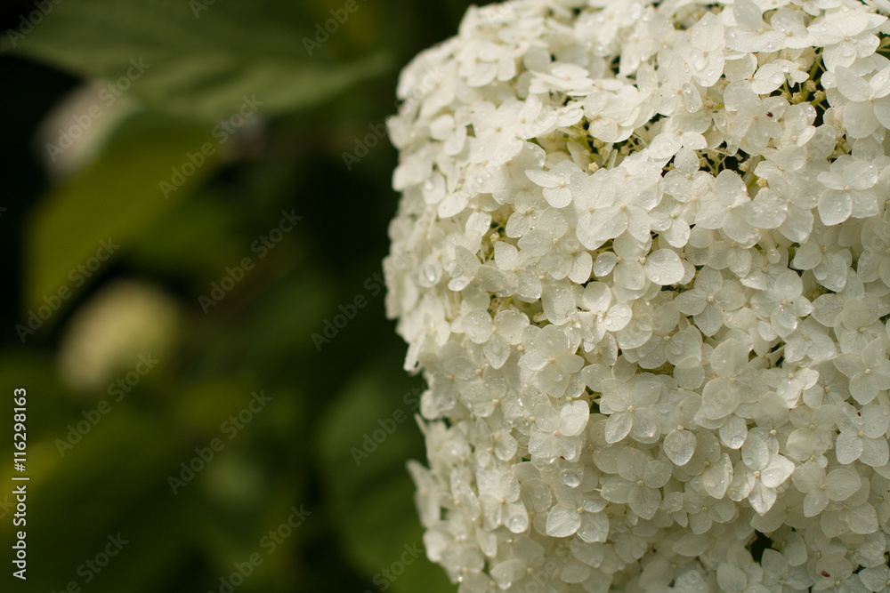 Hydrangea. Beautiful White Flowers Hydrangea With Droplets water In Garden, Close Up. Hydrangea. Beautiful White Flowers Hydrangea With Droplets water In Garden, Close Up.
