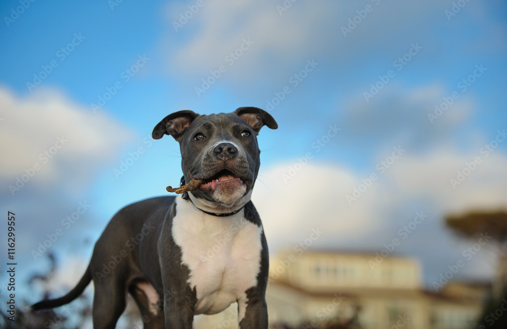 American Pit Bull Terrier puppy playing with a stick with blue sky, clouds and a house in the background