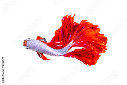 Photography Red Halfmoon Dragon fish