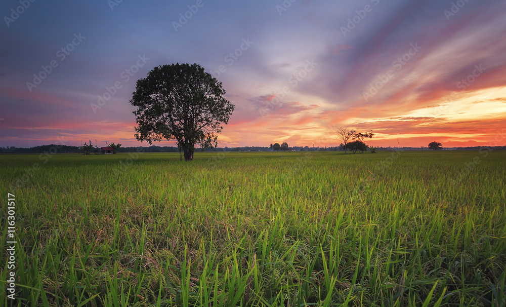Single tree at Green farmland paddy field landscape with red sunrise Single tree at Green farmland paddy field landscape with red sunrise