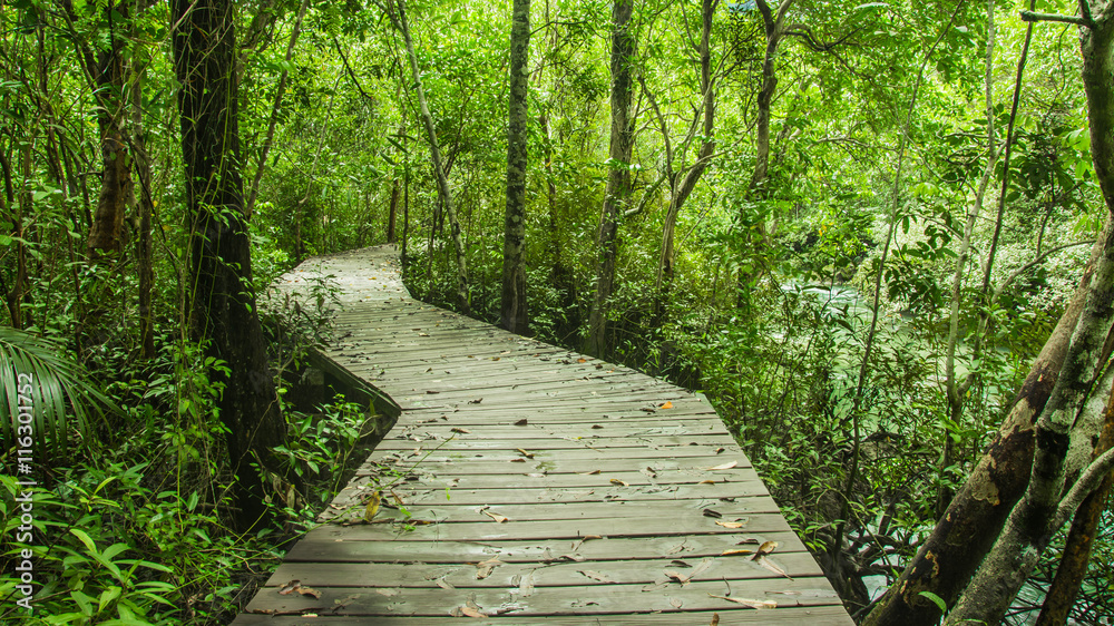 Tropical rainforest in asia with wood walk way, Krabi, Thailand. Tropical rainforest in asia with wood walk way, Krabi, Thailand.
