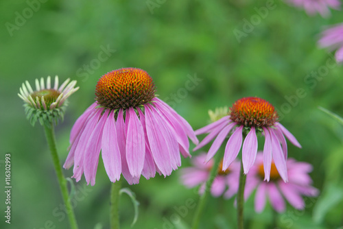 Two flowers of Echinacea Pu...