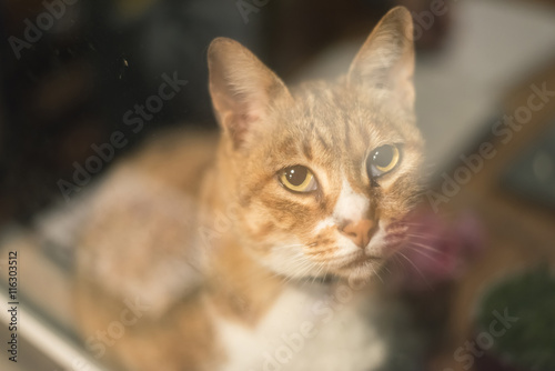 Domestic cat on the table