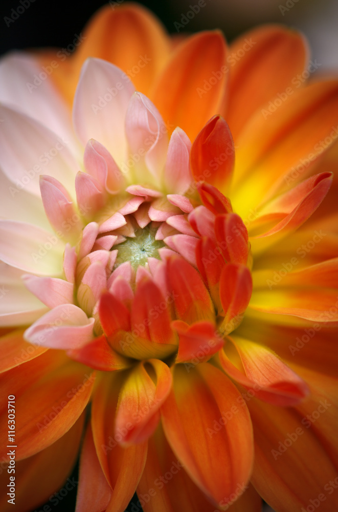 Closeup of a Beautiful Dahlia Flower - Warm Autumn Colorspace