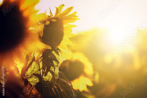 Fototapeta Naklejka Na Ścianę i Meble -  Agriculutural plant , sunflower