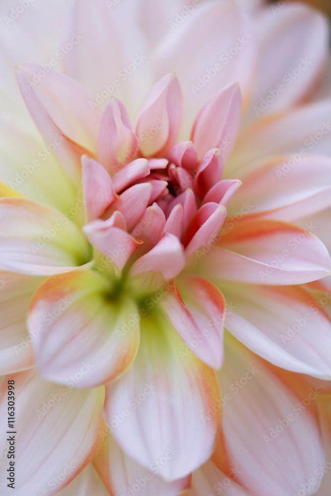 Closeup of a Beautiful Dahlia Flower