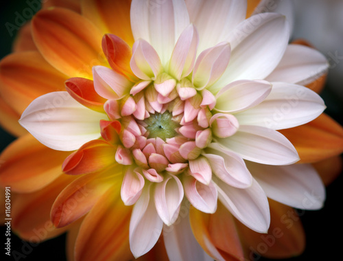 Fototapeta Naklejka Na Ścianę i Meble -  Closeup of a Beautiful Dahlia Flower - Warm Autumn Colorspace