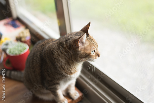 Wallpaper Mural cat sit near the window Torontodigital.ca