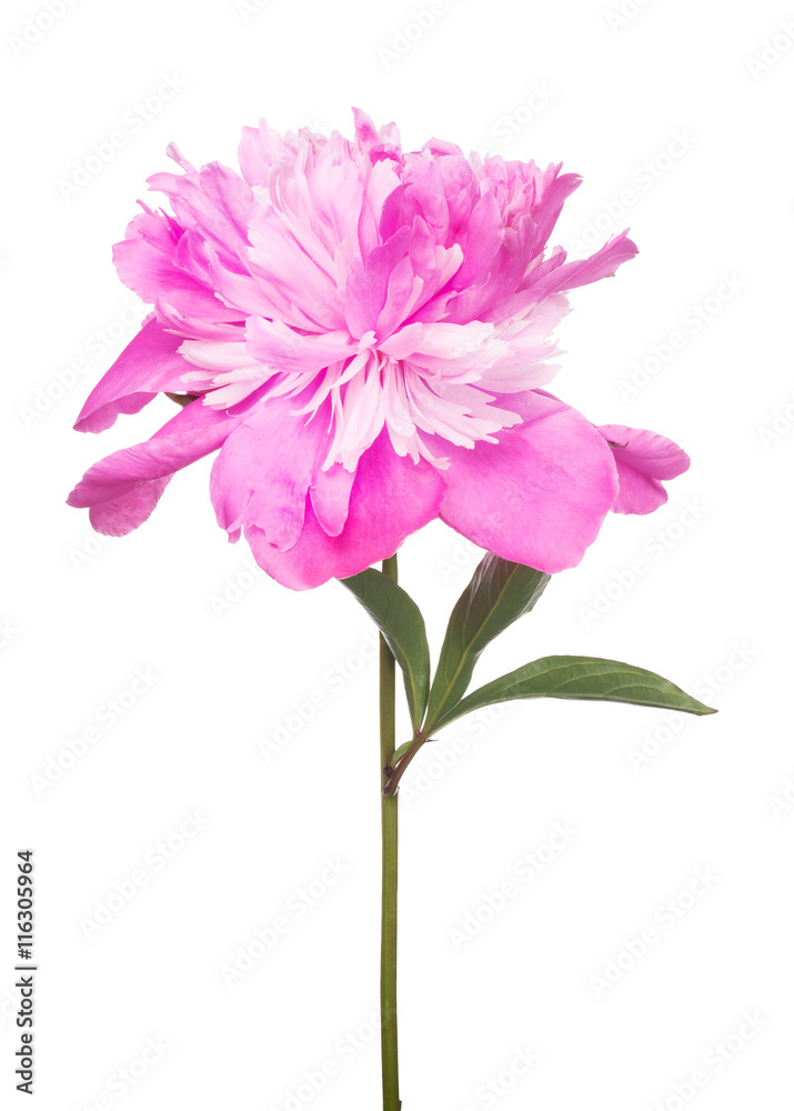 isolated pink peony flower with green leaves