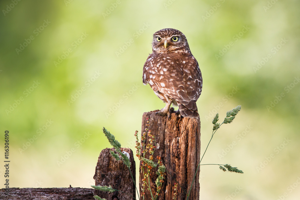 Naklejka premium little owl on a fence