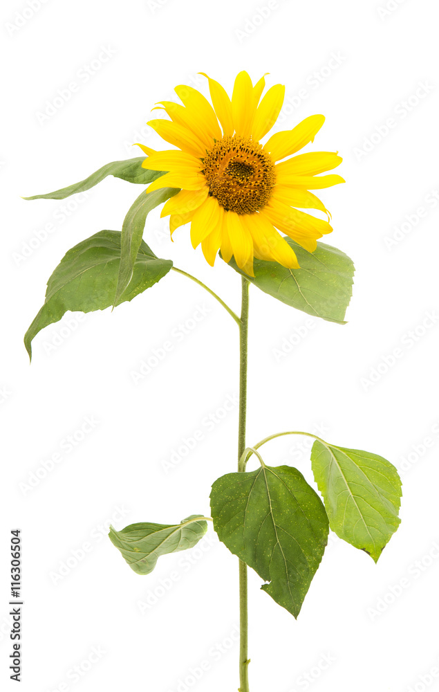 Fototapeta premium sunflower isolated