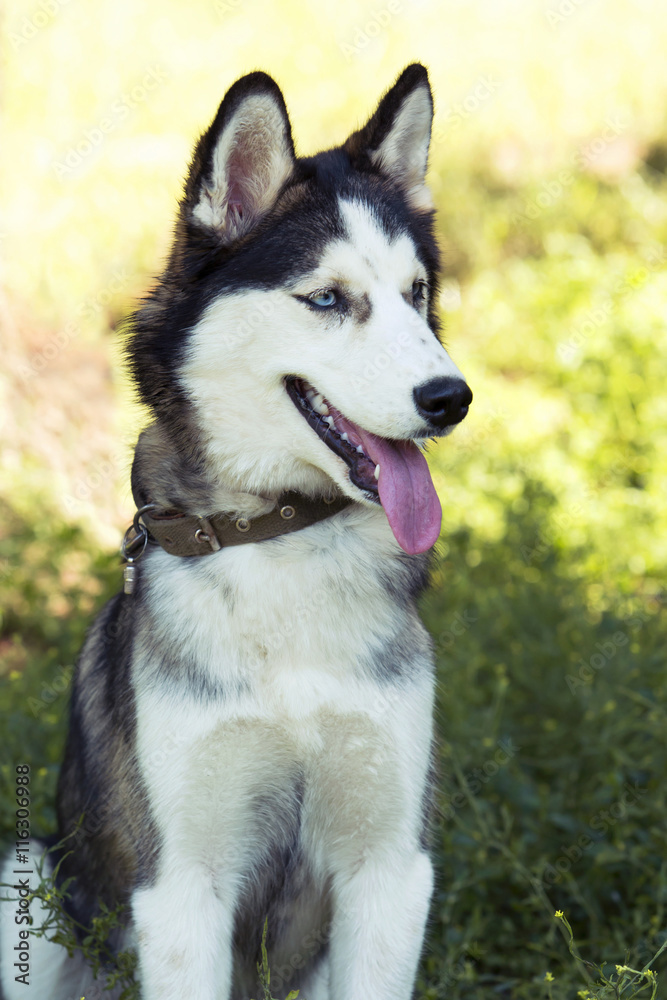 dog breed Siberian Husky